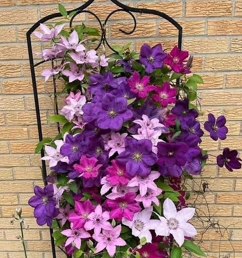 Mixed Climbing Clematis Flower Seeds