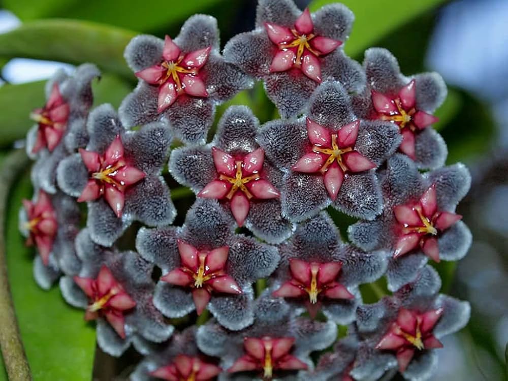 Black Lamprocapnos Flower Seeds - Heirloom Non GMO Premium Garden Seeds for Planting