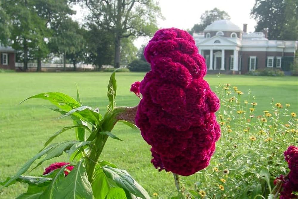 Green Spring Cockscomb Flower Celosia Flower Seeds