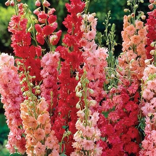 Delphinium Flower Seeds