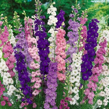 Delphinium Flower Seeds