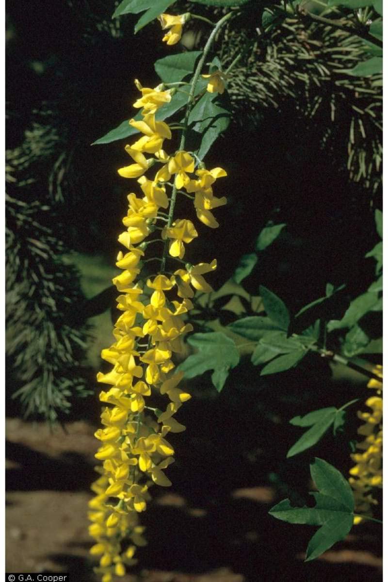 Golden Yellow Chain Tree Flowers Laburnum Anagyroides Fast Growth Flower Seeds