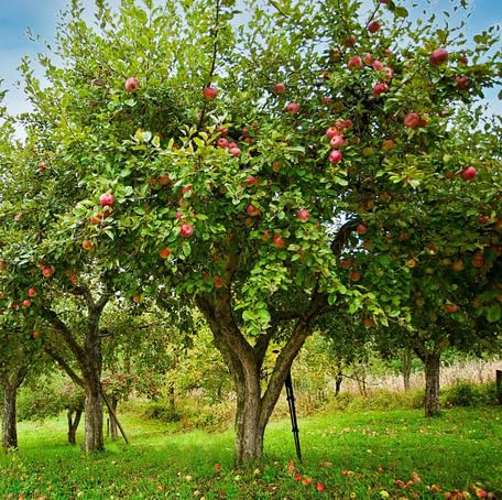 Green Apple Tree fruit seeds for organic garden planting