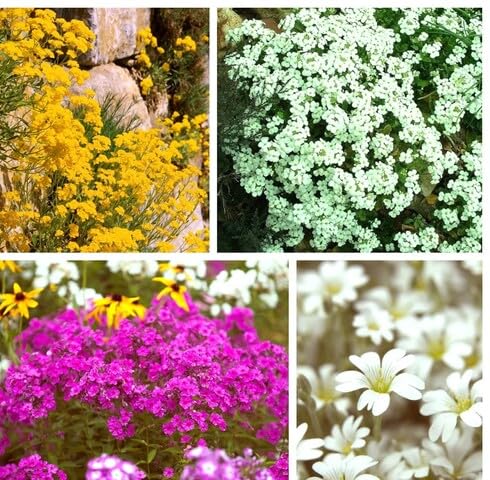 Mixed Gypsophila Flower Seeds