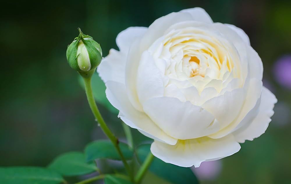 White Rose