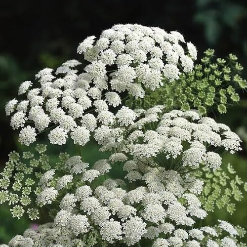 White Daucoides Flower Seeds