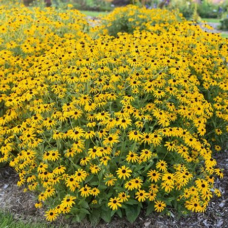 Yellow Rudbeckia Flower Seeds