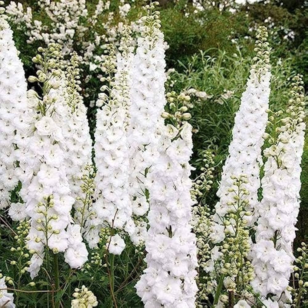 White Heirloom Non Gmo Giant Delphinium Tall Elegant Garden Blooms Flower Seeds Home Garden