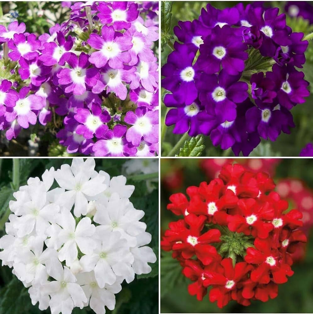 trailing verbena flower schleppende eisenkrautblumensamen Fruit Seeds
