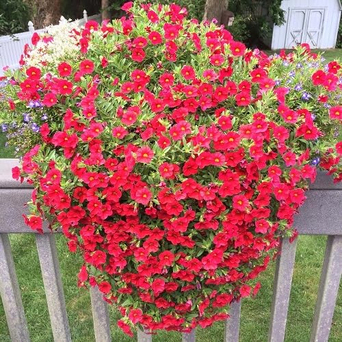 Perennial Calibrachoa Flower Seeds