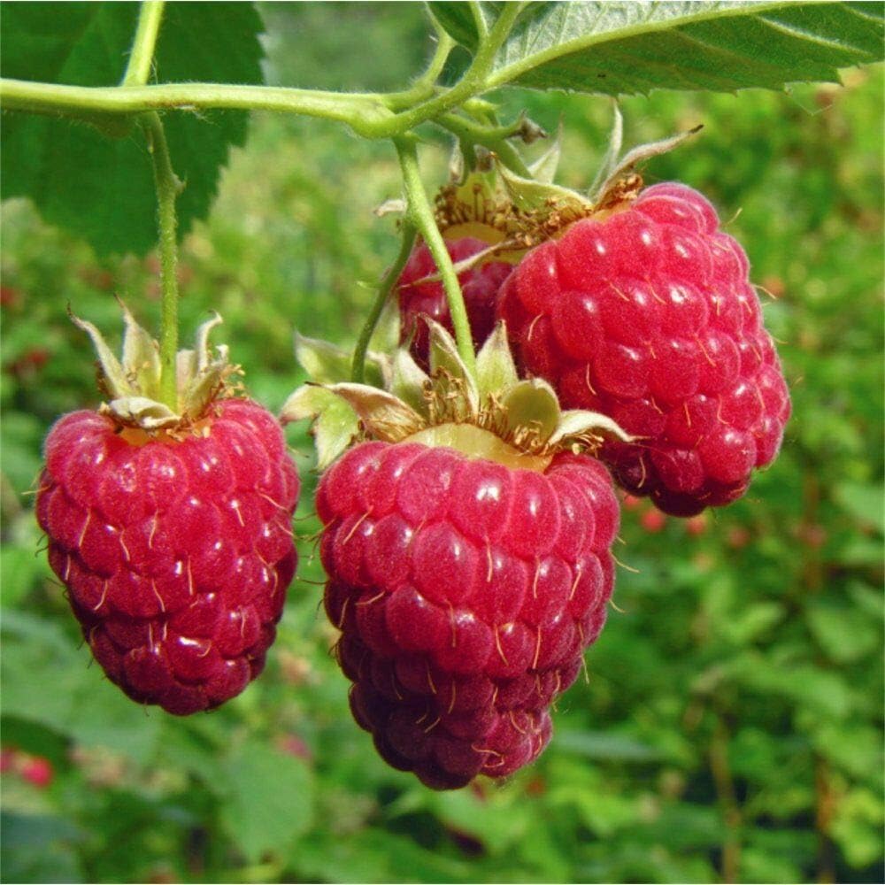 raspberry fruit Fruit Seeds organic garden seeds