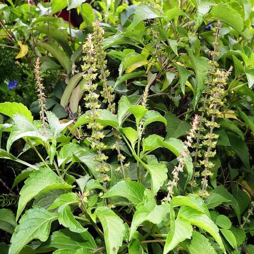 Green Holy Basil Plant Seeds herb seeds - kitchen garden, terrace planting garden seeds