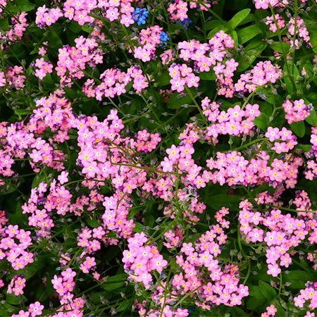 Pink Myosotis Alpestris Flower Seeds