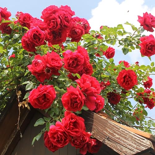 Red Climbing Rose Flower Seeds