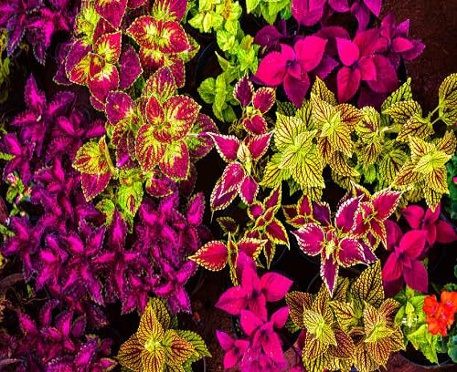 coleus flower seeds flower