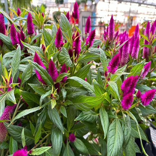 Purple celosia Flower Seeds