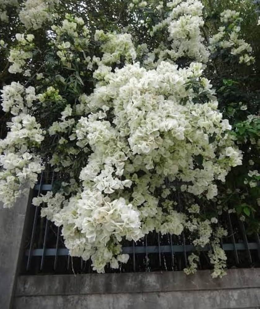 White Climbing Bougainvillea Flower Seeds