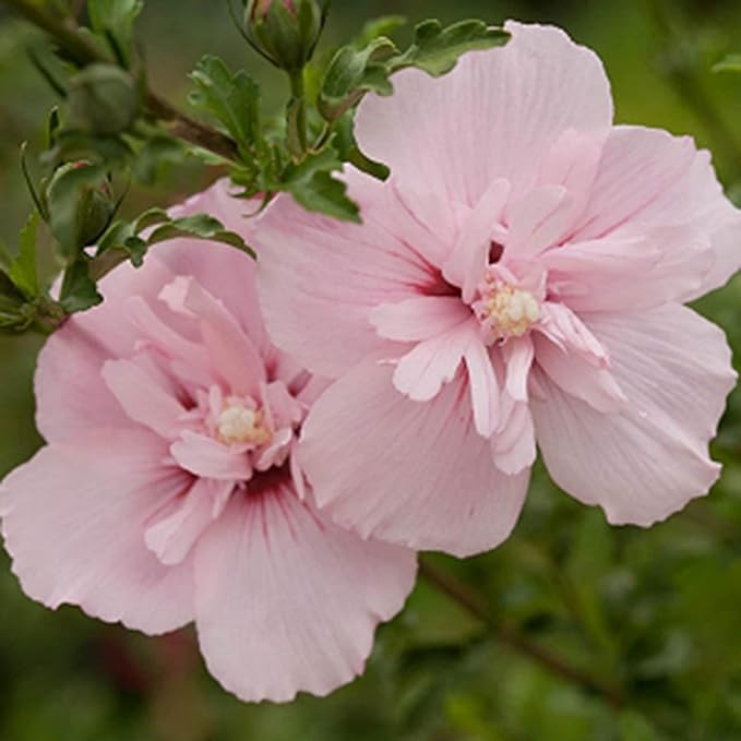 Hibiscus Dasysisycalyx Neches Rosemallow Exotic Rose Like Flowers In Your Garden Flower Seeds