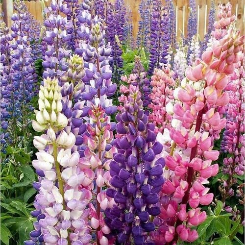 Mixed Lupine Flower Seeds
