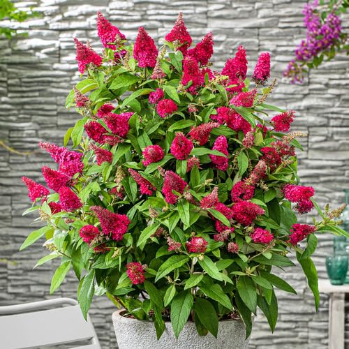 Pink Buddleja Flower Seeds