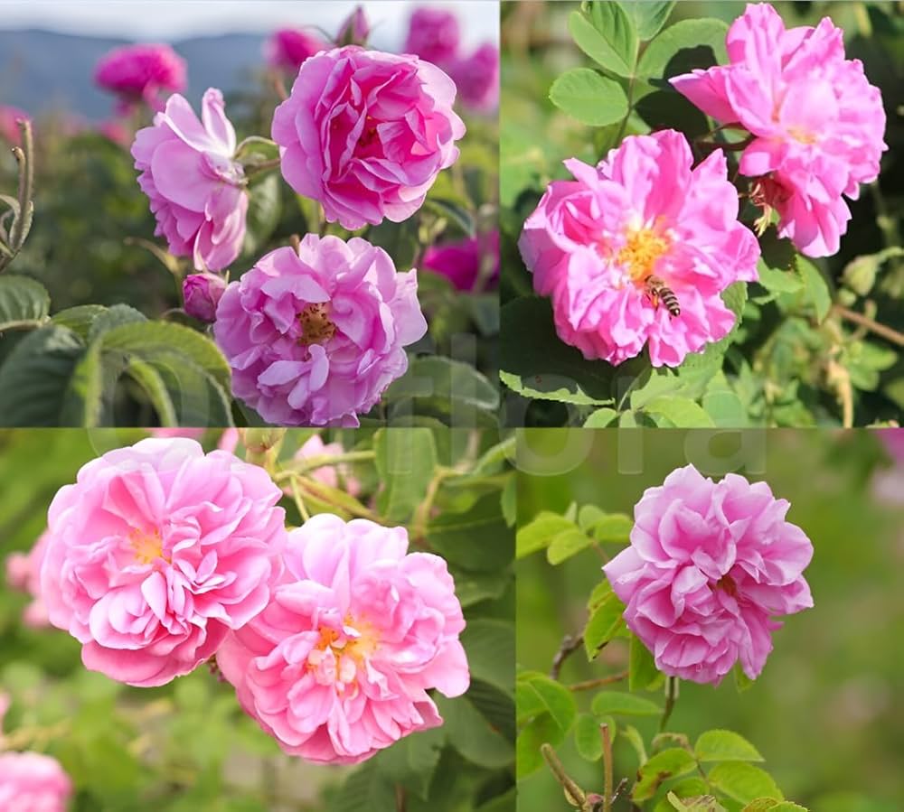 Damask Rose Flower Seeds - Heirloom Non GMO High Germination Premium Garden Seeds for Planting