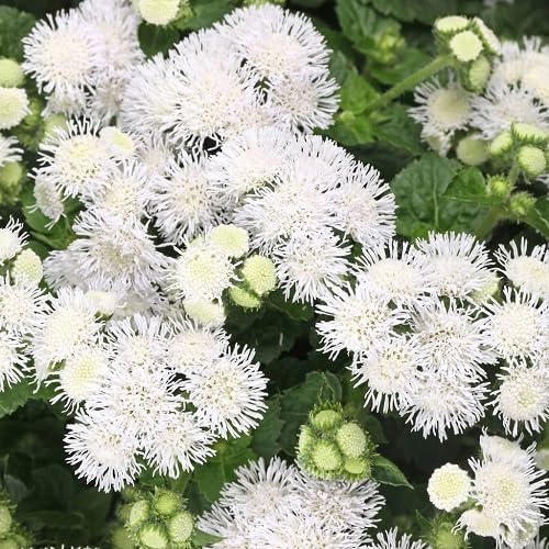 White Ageratum Flower Seeds