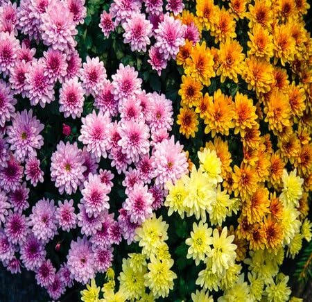 Mixed Chrysanthemum Flower Seeds