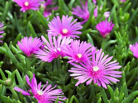 Lampranthus Roseus Flower Seeds