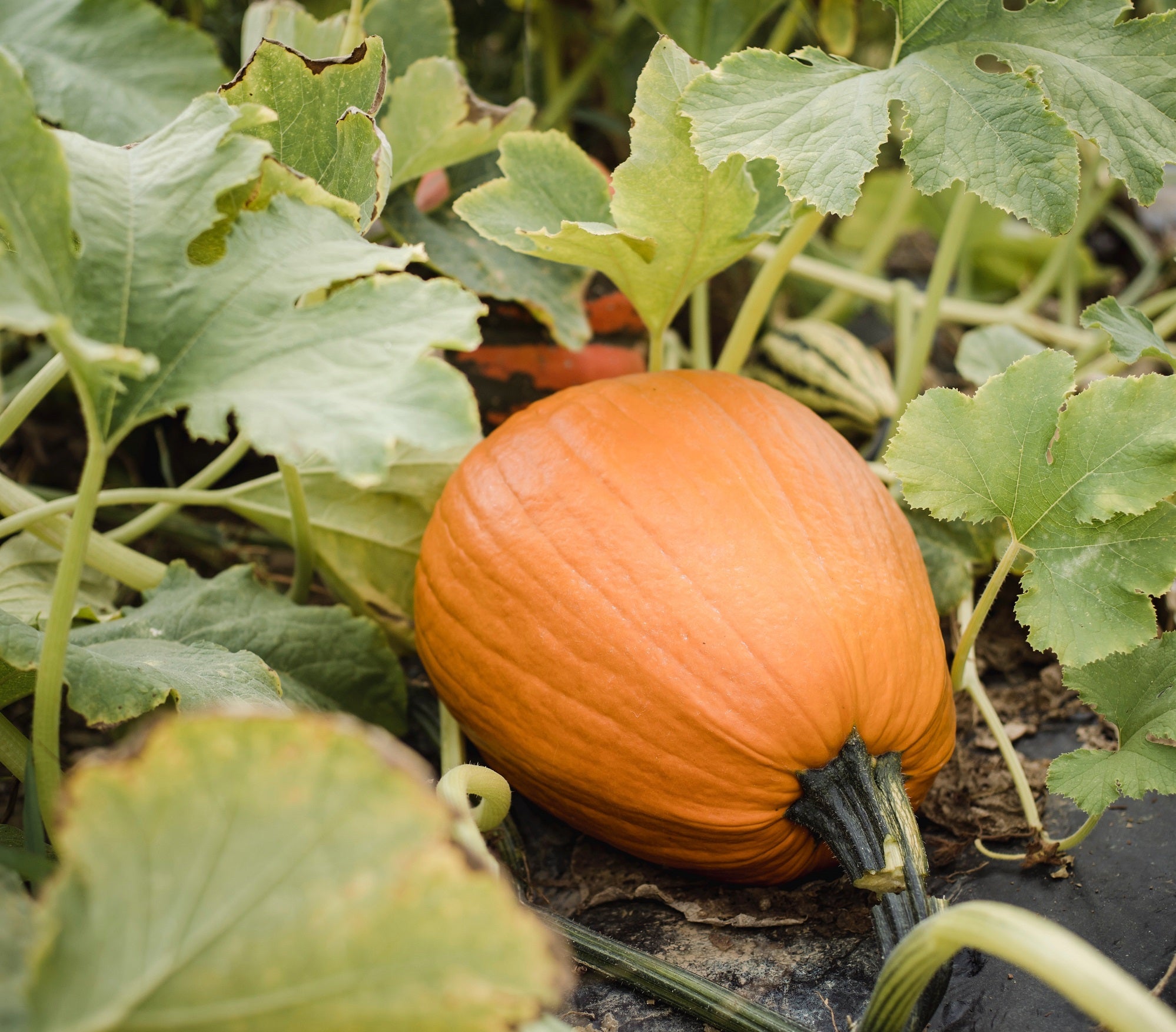 Pumpkin Fruit Hearty And Nutrient Dense Pumpkins Fruit Seeds