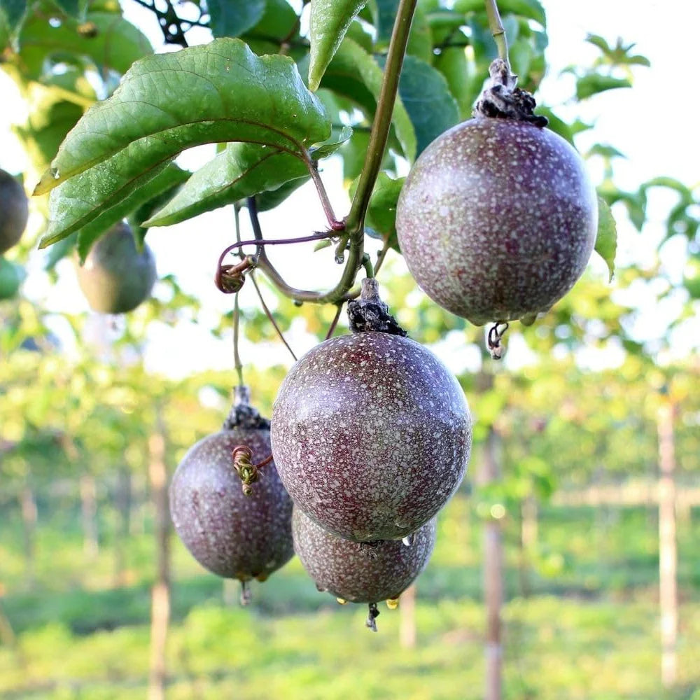 Passionfruit Set Tangy Refreshing Fruit Growth Fruit Seeds