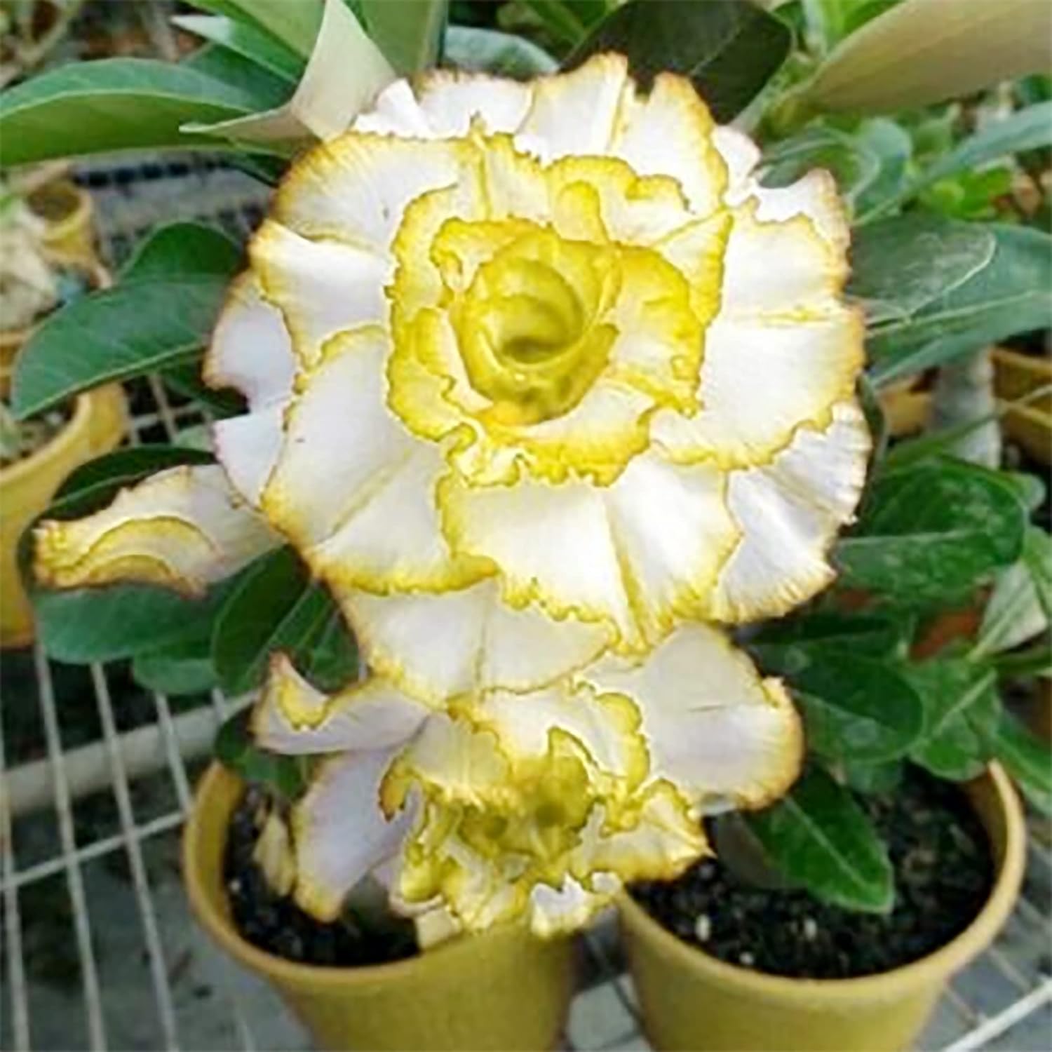 Yellow Sinmanee Desert Rose