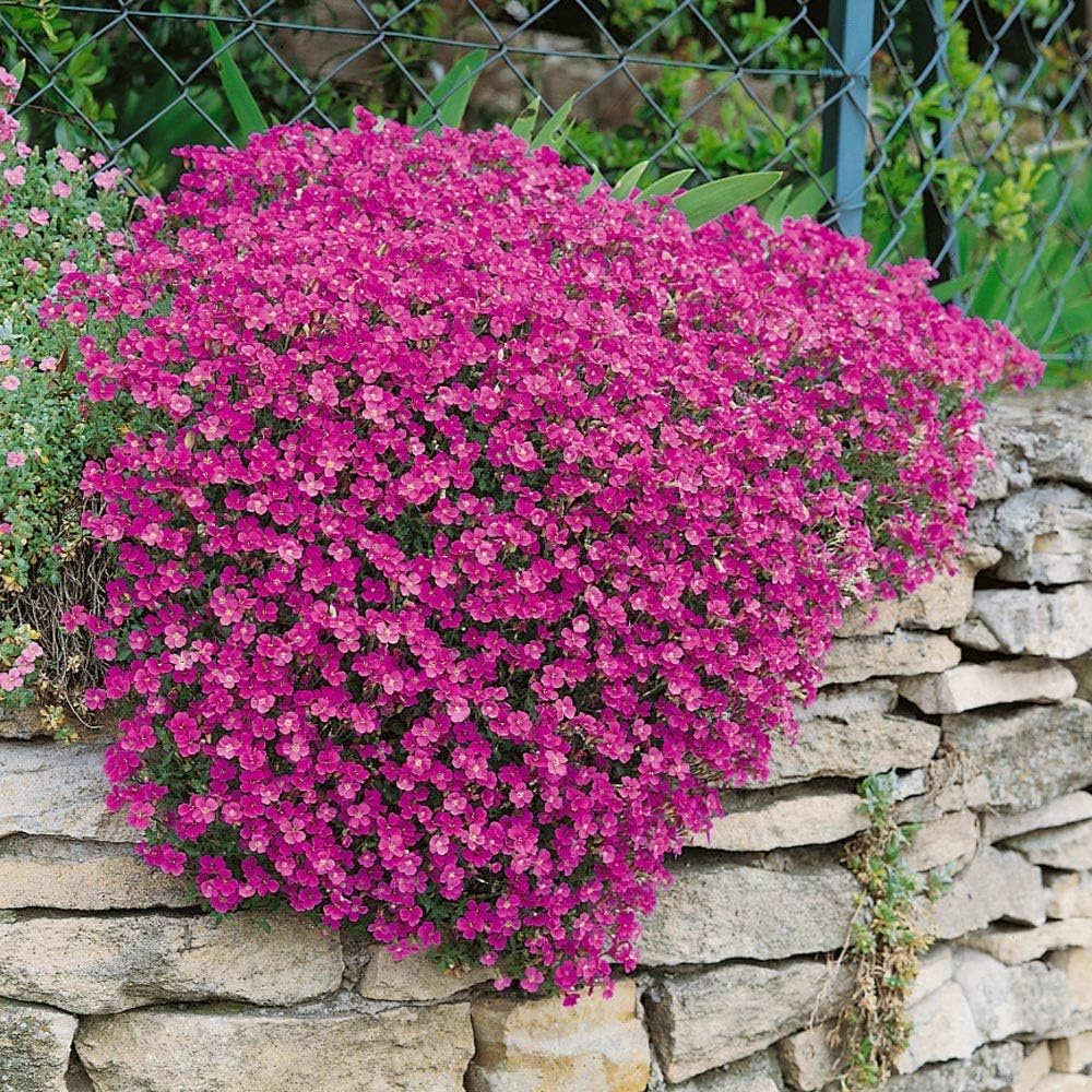 Pink Cress Flower Seeds