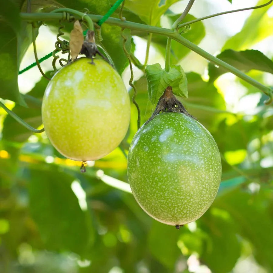 Passion Fruit Collection Tangy Harves Fruit Seeds