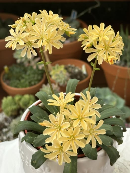 Yellow Lewisia Flower Seeds