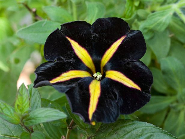 Black Zinnia Flower Seeds - Heirloom Non GMO Premium Garden Seeds for Planting