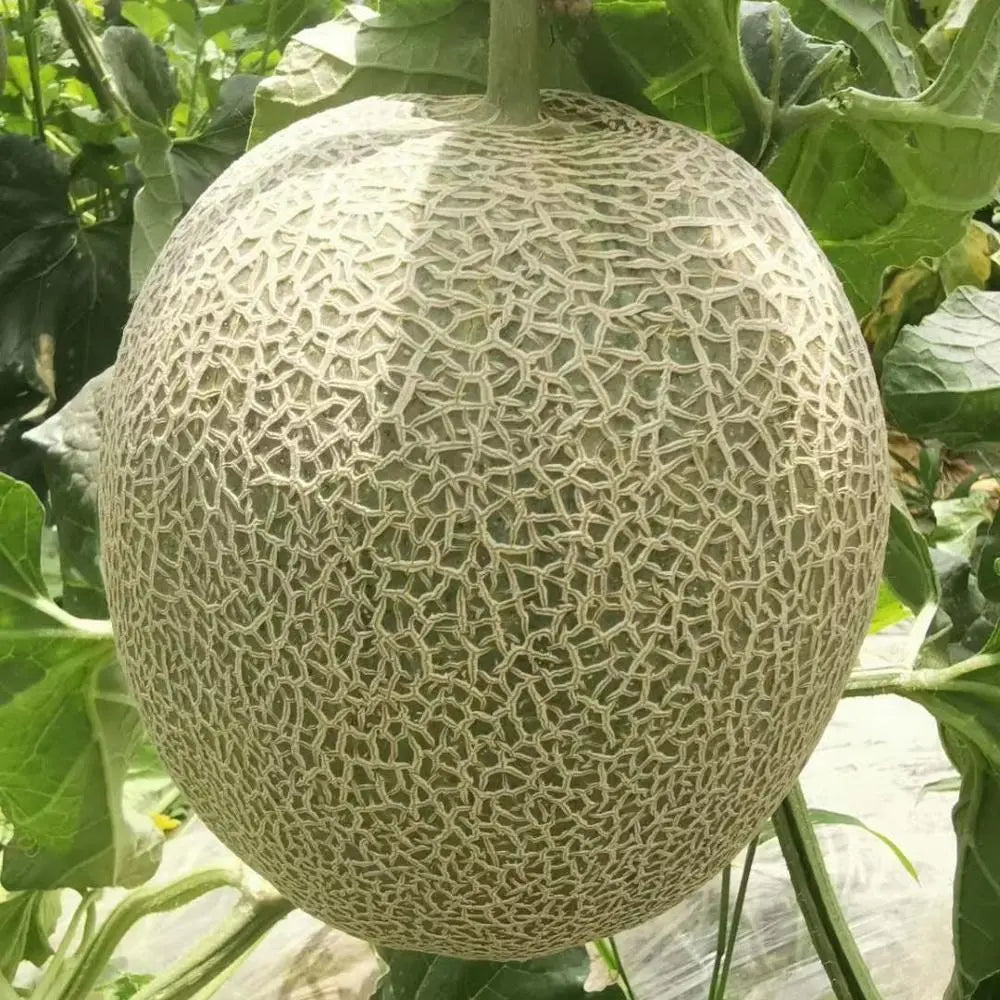 muskmelon fruit for planting sweet and Fruit Seeds