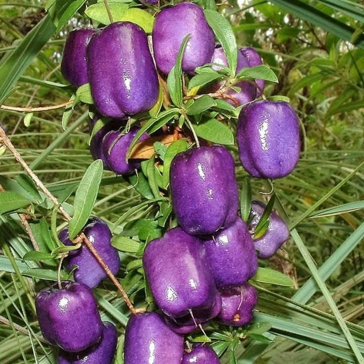Purple Apple Berry Tree Perfect Fruit Seeds