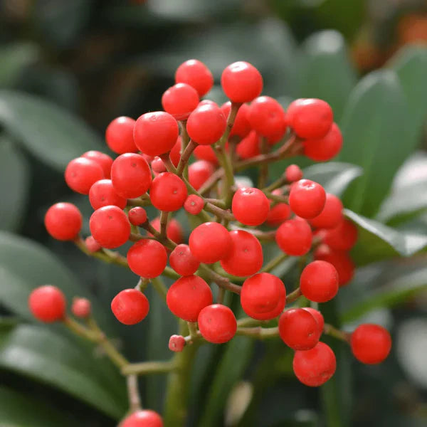 Ardisia Crenata A Decorative Plant Fruit Seeds