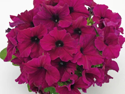 Burgundy Petunia Heirloom Non Flower Seeds - Heirloom Non GMO High Germination Garden Planting Seeds