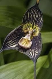 Black Dracula Flower Seeds