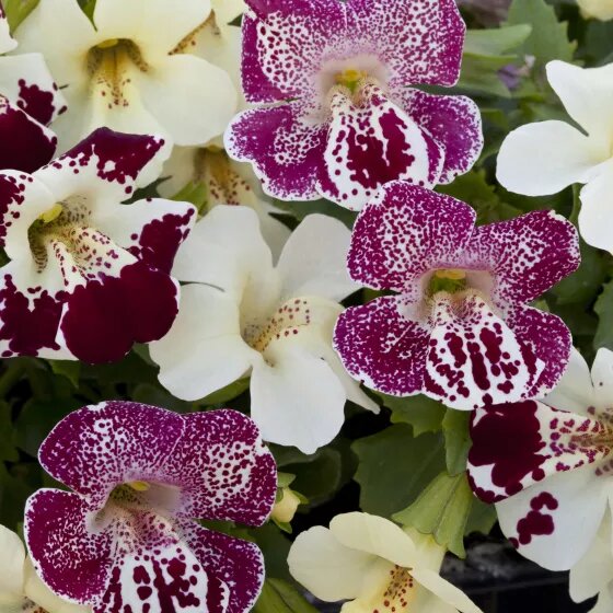 Mixed Mimulus Flower Seeds – Rare Blooming Plants for Balcony and Outdoor Gardening