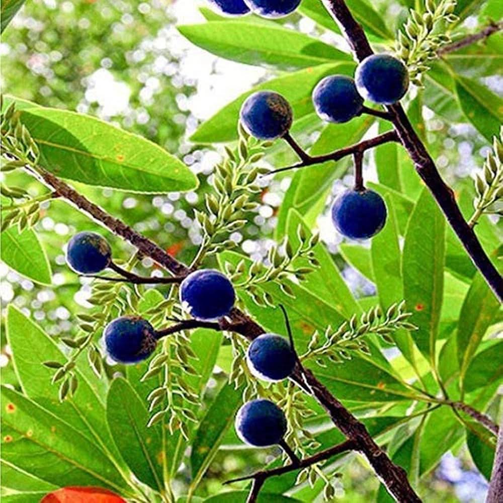 Rudraksha Fruit For Cultivating Spiritual Medicinal Trees For Backyard Fruit Seeds