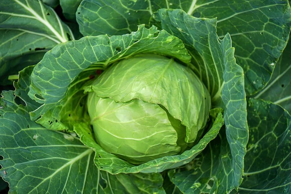 Cabbage vegetable seeds for Planting Green vegetable seeds for Home Gardening, Heirloom, Non-GMO for kitchen garden planting