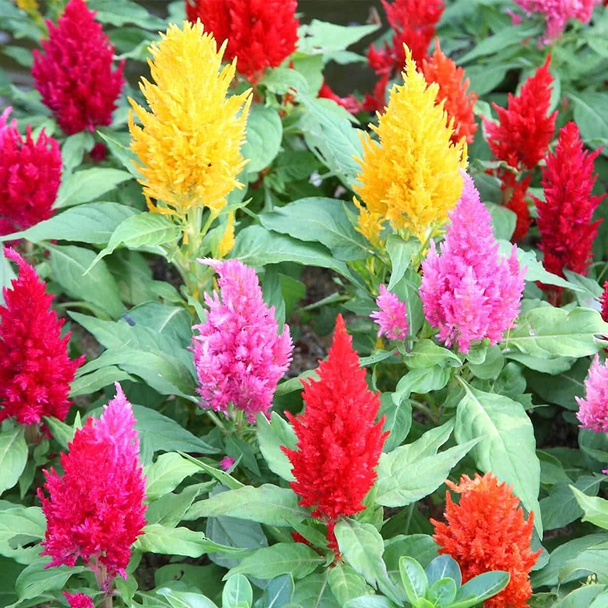Heirloom Plumosa Celosia Spicata Large Woolflower Flower Beautiful Garden Displays Flower Seeds