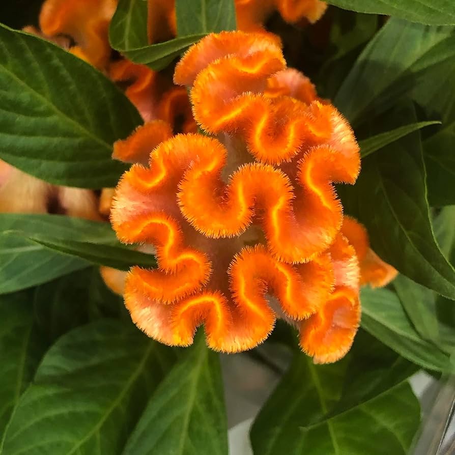 Orange Cockscomb Flower Celosia Self Seeding Annual Garden Display Flower Seeds