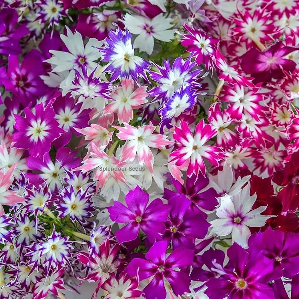 Phlox Twinkle Star Flower Phlox Paniculata