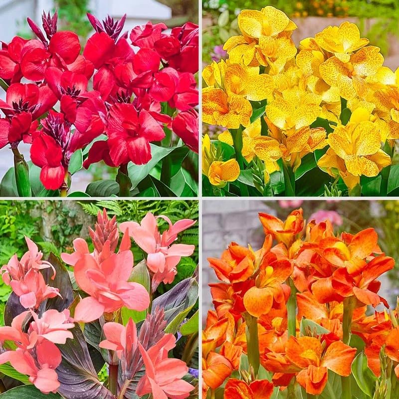 Mixed Canna Lily Flower Seeds