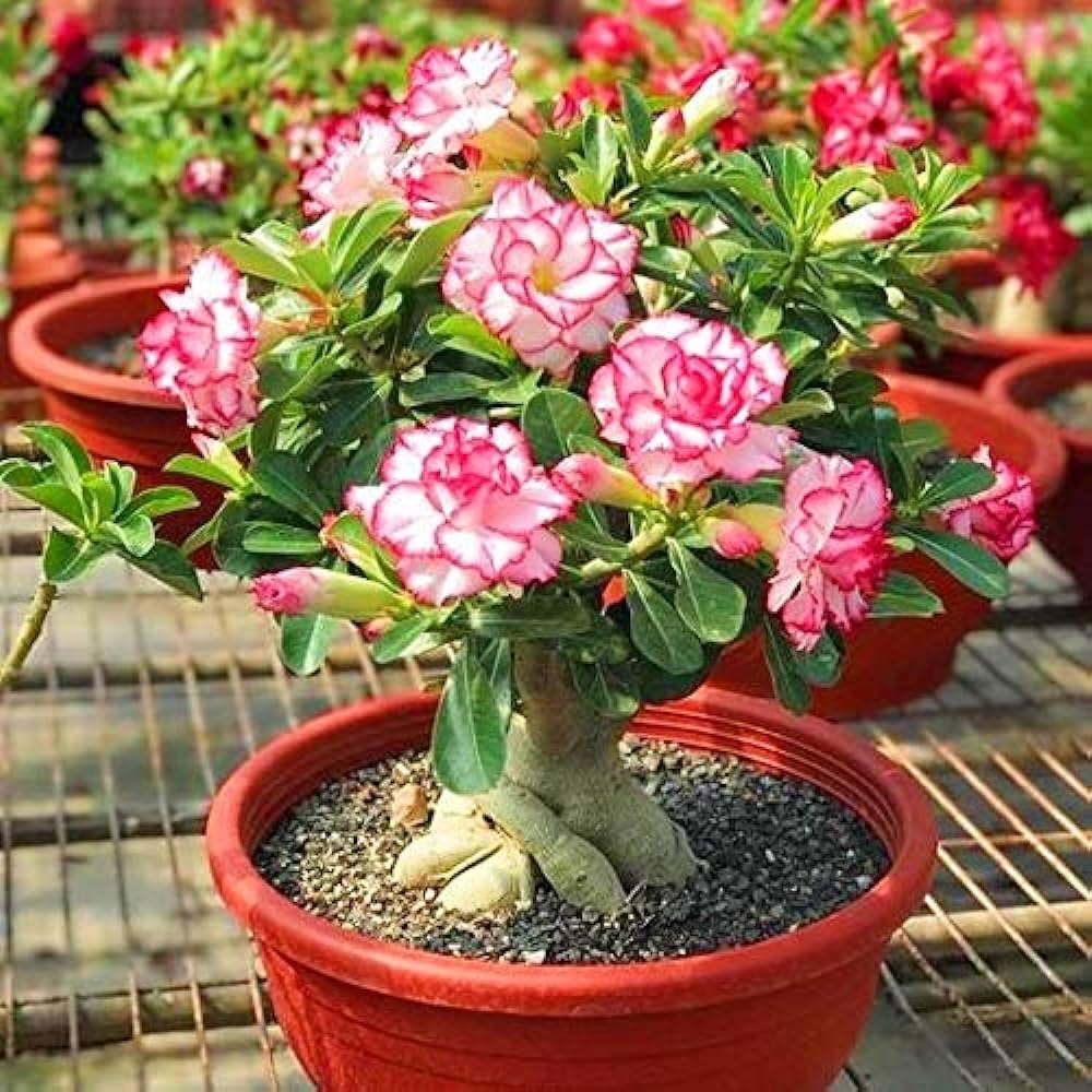 Adenium Obesum Desert Rose Adenium Spp