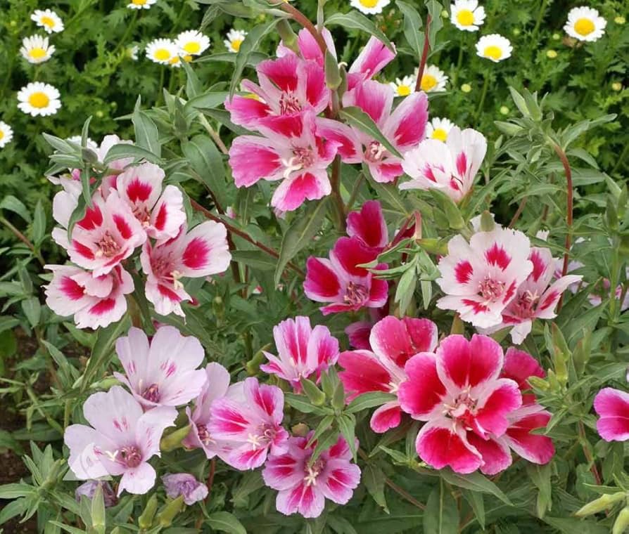 Godetia Dwarf Summer Azalea Clarkia Amoena