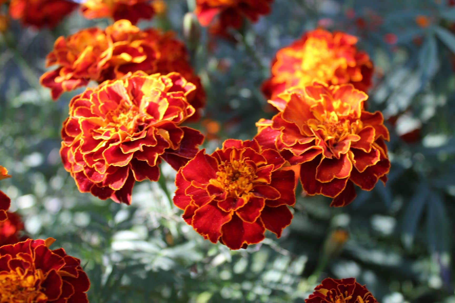 Harlequin Marigold Vibrant Flower Gardens And Landscaping Flower Seeds
